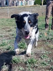 Border Collie-Unknown Mix Dogs for adoption in Santa Rosa, CA, USA