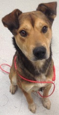Shepradors Dogs for adoption in Spokane, WA, USA