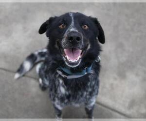 Mutt Dogs for adoption in Martinez, CA, USA
