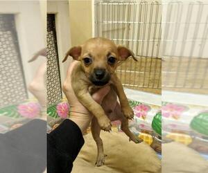 Chihuahua Dogs for adoption in Morganville, NJ, USA