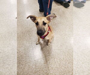 Black Mouth Cur-Unknown Mix Dogs for adoption in Minneapolis, MN, USA
