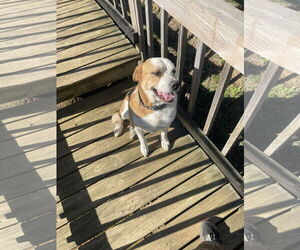 American Pit Bull Terrier-Unknown Mix Dogs for adoption in Jasper, AL, USA