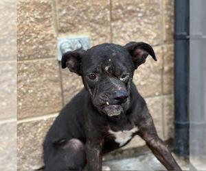 American Pit Bull Terrier-Unknown Mix Dogs for adoption in Tulsa, OK, USA
