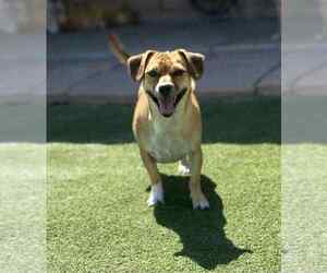 Chihuahua-Unknown Mix Dogs for adoption in La Verne, CA, USA