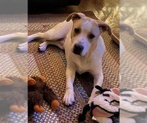 American Bulldog-Unknown Mix Dogs for adoption in Brighton, TN, USA