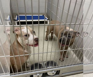 American Pit Bull Terrier-Unknown Mix Dogs for adoption in Virginia Beach, VA, USA