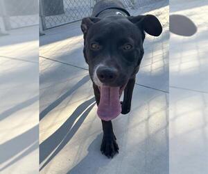 American Pit Bull Terrier-Unknown Mix Dogs for adoption in Las Vegas, NV, USA