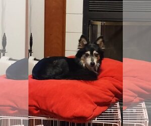 Mutt Dogs for adoption in Erie, MI, USA