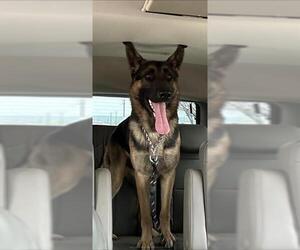 German Shepherd Dog Dogs for adoption in San Antonio, TX, USA