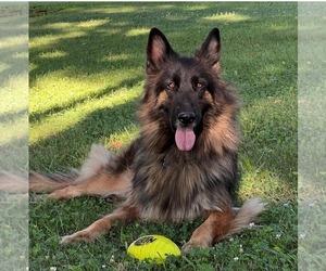 German Shepherd Dog Dogs for adoption in Monterey, VA, USA