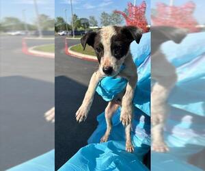 Mutt Dogs for adoption in San Antonio, TX, USA