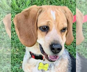 Beagle Dogs for adoption in Winder, GA, USA