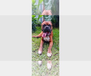 Boxer Dogs for adoption in Austin, TX, USA