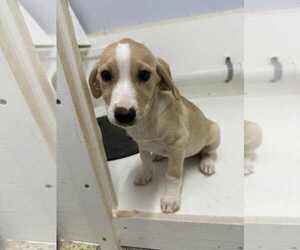 Labrador Retriever-Unknown Mix Dogs for adoption in Mechanicsburg, PA, USA