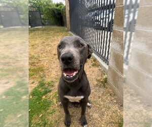 Labrador Retriever-Unknown Mix Dogs for adoption in Riverside, CA, USA