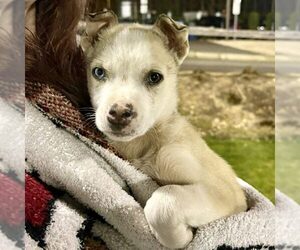Mutt Dogs for adoption in Spring Lake, NC, USA