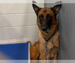 Mutt Dogs for adoption in Tavares, FL, USA