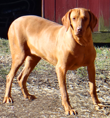 Vizsla Dogs for adoption in Stockport, OH, USA