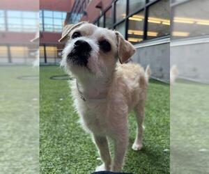 Cairn Terrier-Unknown Mix Dogs for adoption in San Francisco, CA, USA