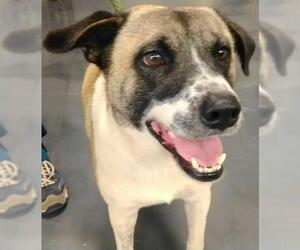 Mutt Dogs for adoption in Tyler, TX, USA