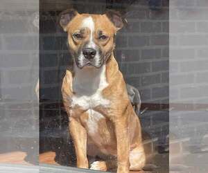 American Pit Bull Terrier-Bulldog Mix Dogs for adoption in Mt. Gilead, OH, USA