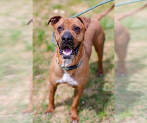 Mastiff-Unknown Mix Dogs for adoption in Cleveland, TN, USA