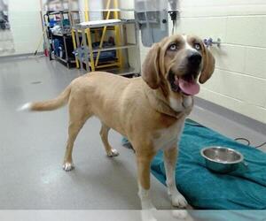 Black and Tan Coonhound Dogs for adoption in Denver, CO, USA