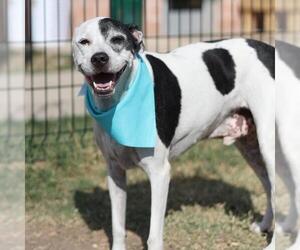 American Staffordshire Terrier-Unknown Mix Dogs for adoption in San Antonio, TX, USA
