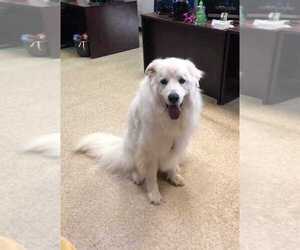 Great Pyrenees Dogs for adoption in White River Junction, VT, USA