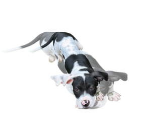 Bulldog-Unknown Mix Dogs for adoption in Wetumpka, AL, USA