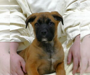 Mastiff-Unknown Mix Dogs for adoption in Pittsburgh, PA, USA