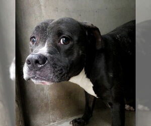 American Pit Bull Terrier Dogs for adoption in San Bernardino, CA, USA