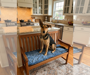 Mutt Dogs for adoption in Genesee, WI, USA