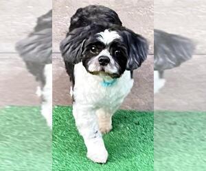Lhasa Apso Dogs for adoption in springfield, VA, USA