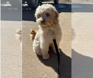 Maltipoo (Miniature) Dogs for adoption in Grafton, WI, USA