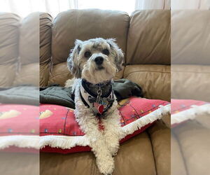 Poovanese Dogs for adoption in Oakhurst, NJ, USA