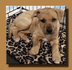 Medium Photo #1 Boxer-Unknown Mix Puppy For Sale in Wakefield, RI, USA