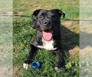 Staffordshire Bull Terrier Dogs for adoption in Seattle, WA, USA