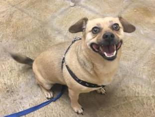 Puggle Dogs for adoption in Victorville, CA, USA