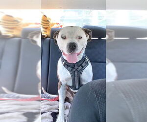 American Staffordshire Terrier-Boxer Mix Dogs for adoption in San Juan Capistrano, CA, USA