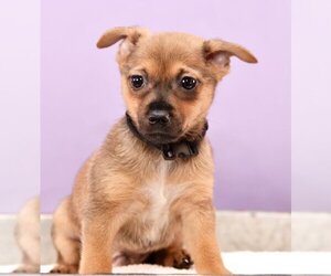 Chiranian Dogs for adoption in Sheridan, CO, USA