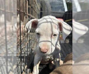 Labrador Retriever-Unknown Mix Dogs for adoption in Houston, TX, USA