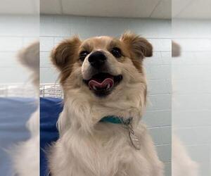 Papillon-Unknown Mix Dogs for adoption in Brighton, CO, USA