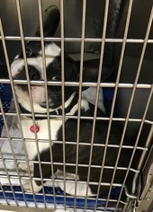 Faux Frenchbo Bulldog Dogs for adoption in Zanesville, OH, USA