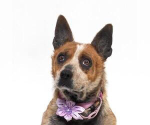 Texas Heeler Dogs for adoption in Santa Maria, CA, USA