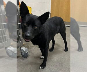 German Shepherd Dog Dogs for adoption in Forestville, MD, USA