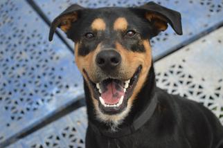 Rottweiler-Unknown Mix Dogs for adoption in Richmond, MO, USA