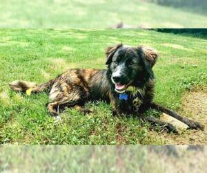 Border-Aussie Dogs for adoption in Warwick, RI, USA