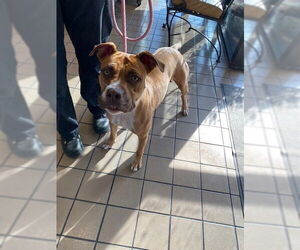 American Pit Bull Terrier Dogs for adoption in Burbank, CA, USA