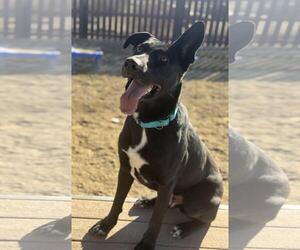 Shepradors Dogs for adoption in Incline Village, NV, USA